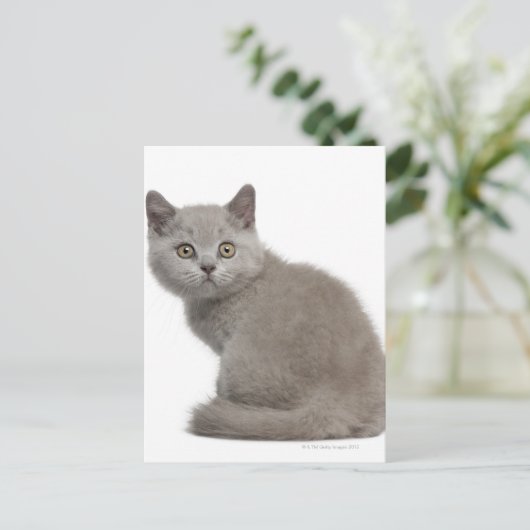 British Shorthair Kitten | 10 Wochen alt Postkarte (Stehend Vorderseite)