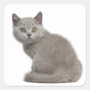 British Shorthair Kitten (10 Wochen alt) Quadratischer Aufkleber