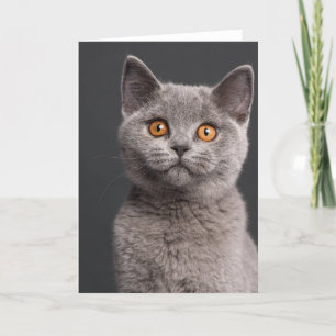 British Shorthair Kitten (3 Monate alt) Karte