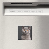 British Shorthair Kitten (3 Monate alt) Magnet (In Situ (Geschirrspüler))