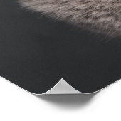 British Shorthair Kitten (3 Monate alt) Poster (Ecke)