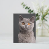 British Shorthair Kitten (3 Monate alt) Postkarte (Stehend Vorderseite)