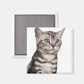 British Shorthair Kitten (4 Monate alt) Magnet (Vorderseite/Rückseite)