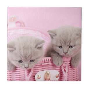 British Shorthair Kittens Fliese