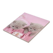 British Shorthair Kittens Fliese (Seite)