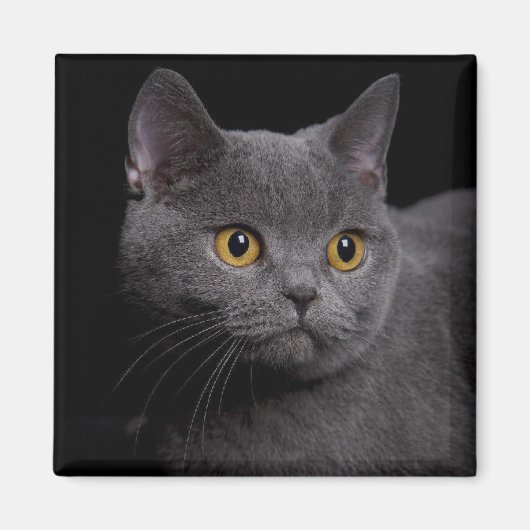 British Shorthair Magnet (Vorne)