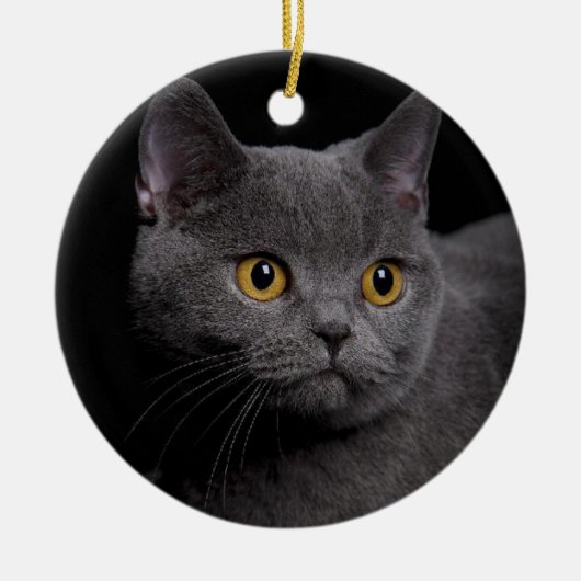 British Shorthair Ornament (Vorne)