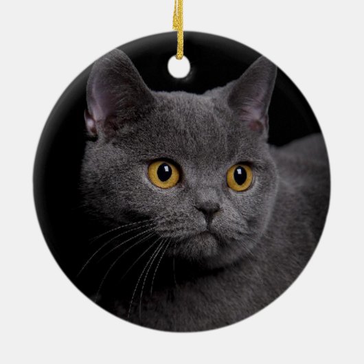 British Shorthair Ornament (Hinten)