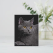 British Shorthair Postcard Postkarte (Stehend Vorderseite)