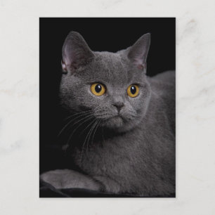 British Shorthair Postcard Postkarte