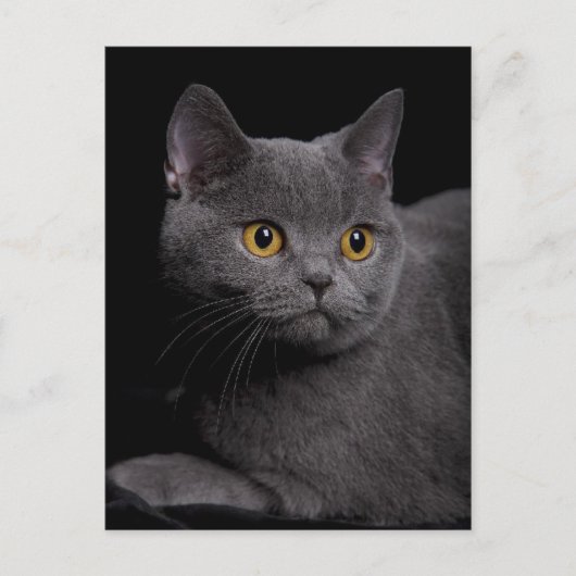 British Shorthair Postcard Postkarte (Vorderseite)