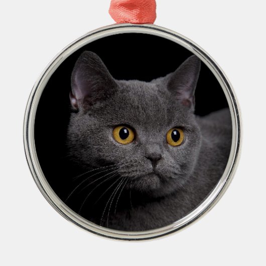 British Shorthair Premium Ornament (Vorne)