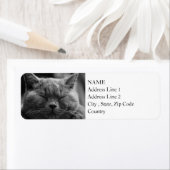 British Shorthair | Schwarz und Weiß | Katapportra (Insitu)