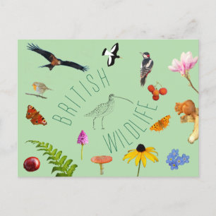 British Wildlife Postcard Postkarte
