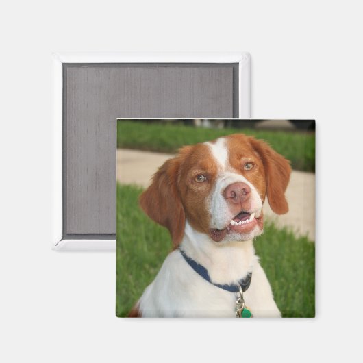 Brittany Magnet (Vorderseite/Rückseite)