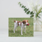 Brittany Pup "Rusty" Postcard Postkarte (Stehend Vorderseite)