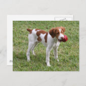 Brittany Pup "Rusty" Postcard Postkarte (Vorne/Hinten)