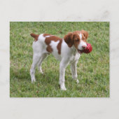 Brittany Pup "Rusty" Postcard Postkarte (Vorderseite)