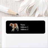 Brittany Spaniel (Insitu)