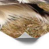 Brittany Spaniel Dog Poster (Ecke)