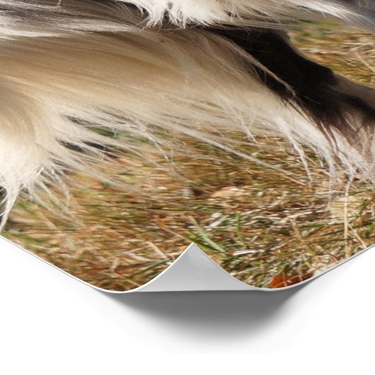 Brittany Spaniel Dog Poster (Ecke)