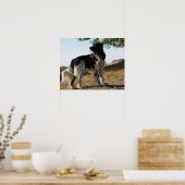 Brittany Spaniel Dog Poster (Küche)