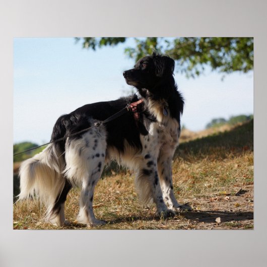 Brittany Spaniel Dog Poster (Vorne)