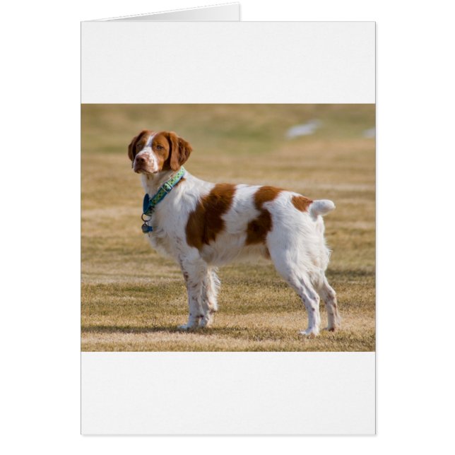 brittany-spaniel full.png (Vorne)