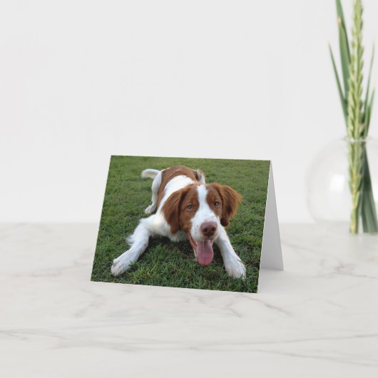 Brittany Spaniel Welpe Doppy Blank Note Card Karte (Vorderseite)
