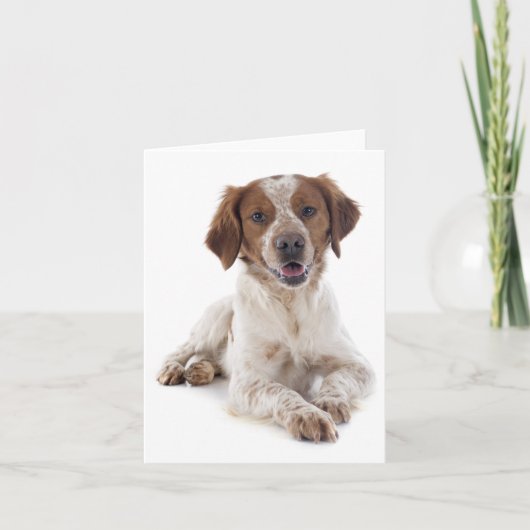Brittany Spaniel Welpe Doppy Blank Note Card Karte (Vorderseite)