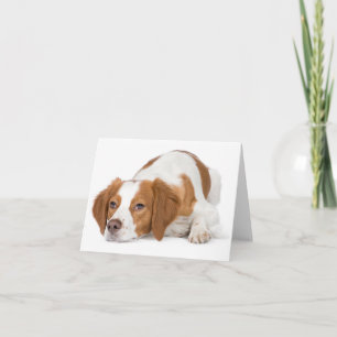 Brittany Spaniel Welpen Hund Leere Notizkarte Karte