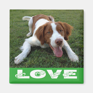Brittany Spaniel Welpen-Hundeliebe-Magnet Magnet