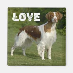 Brittany Spaniel Welpen-Hundeliebe-Magnet Magnet