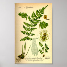 Brittle Bladder Fern (Cystopteris fragilis) Poster