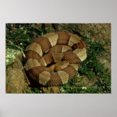broad-banded copperhead poster print (Vorne)