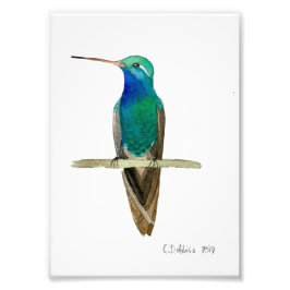 Broad-billed Hummingbird Fotodruck