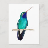 Broad-billed Hummingbird Postkarte (Vorderseite)