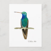 Broad-billed Hummingbird Postkarte (Vorderseite)