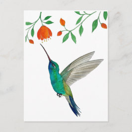 Broad-billed Hummingbird Postkarte