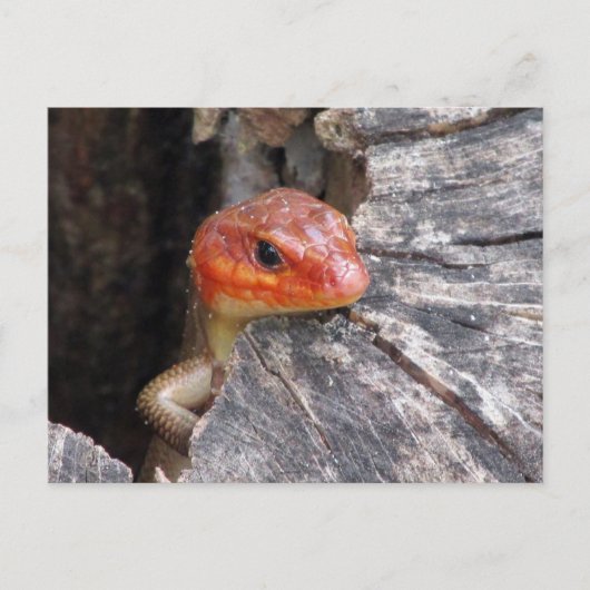 Broad Head Skink Postcard Postkarte (Vorderseite)