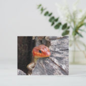 Broad Head Skink Postcard Postkarte (Stehend Vorderseite)