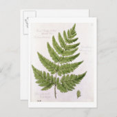 Broad Prickly-zahner Buckler Fern, bemalt in Bra Postkarte (Vorne/Hinten)