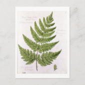 Broad Prickly-zahner Buckler Fern, bemalt in Bra Postkarte (Vorderseite)