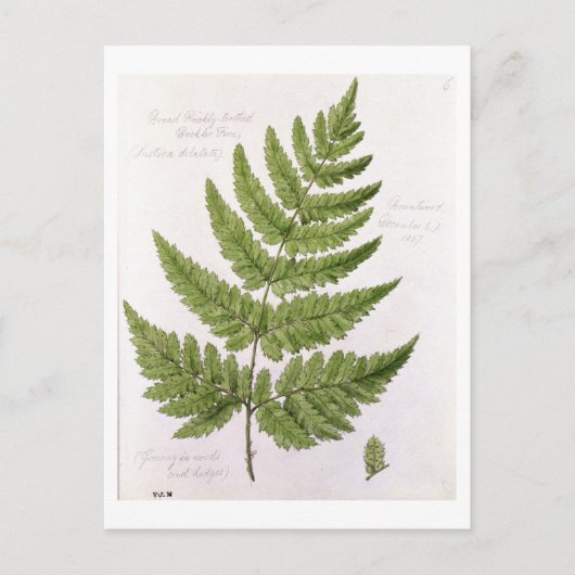 Broad Prickly-zahner Buckler Fern, bemalt in Bra Postkarte (Vorderseite)