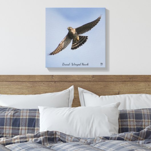 Broad Winged Hawk Leinwanddruck (Insitu (Schlafzimmer))
