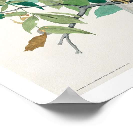 Broad-Winged Hawk von Audubon Poster (Ecke)