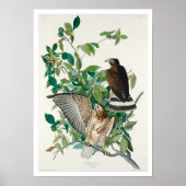Broad-Winged Hawk von Audubon Poster (Vorne)