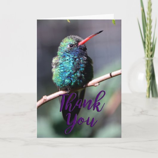 Broadbiled Hummingbird Foto Danke-Card Dankeskarte (Vorderseite)