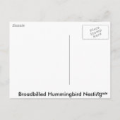 Broadbilled Hummingbird Nesting Postkarte (Rückseite)
