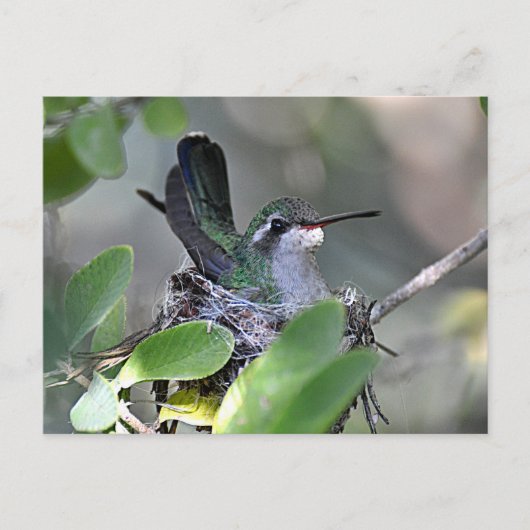 Broadbilled Hummingbird Nesting Postkarte (Vorderseite)